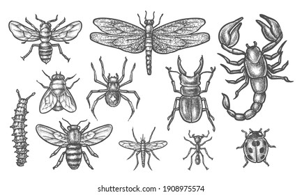 Set of isolated insect sketch. Vintage drawing of bugs or hand drawn pest. Malaria mosquito, gnat, bee, hornet, wasp and spider, dragonfly, caterpillar, ladybug or ladybird, scorpio, ant, stag beetle