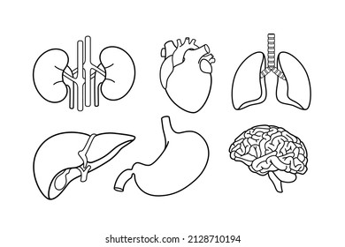 Set of isolated internal human organ lineart icon. Digestive system stomach and kidney, liver, brain and heart, trachea and lungs.