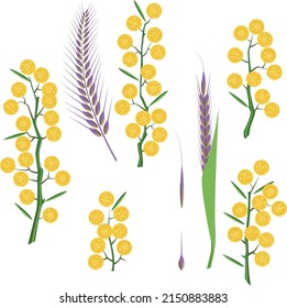 Set of isolated items of Silver Wattle (Acacia) and Rye for different design purposes.