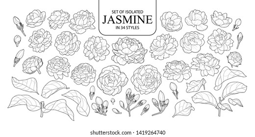 Set of isolated Jasmine in 34 styles. Cute hand drawn flower vector illustration in black outline and white plane on white background.