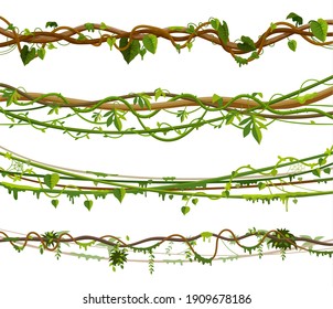 Set of isolated jungle vines or twisted liana plant. Foliage of exotic tropical forest greenery. Park flora. Tropic garden tree for wall. Greenery card border. Background for nature or natural theme