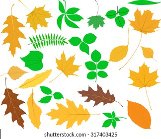 set of isolated leaves