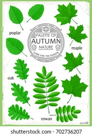 Set Isolated Leaves Maple Oak Poplar Stock Vector (Royalty Free) 702736207