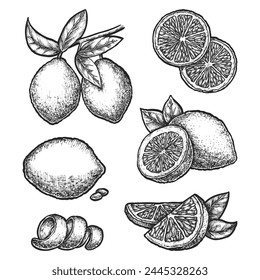 Set of isolated lemon fruit sketches. Hand drawn vector image of sliced citrus meal. Asian tropic garden or farm harvest. Illustration for botany or biology, cooking book. Vegetarian natural food