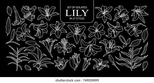 Set of isolated lily in 27 styles. Cute hand drawn flower vector illustration only white outline on black background.