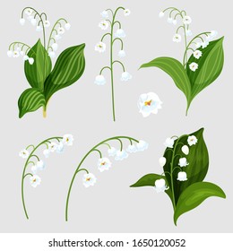 Set of isolated lily of the valley bouquet elements. Realistic convallaria majalis plant with white bells. Lily-of-the-valley flora for wedding or spring mother day. May decoration card. Green nature