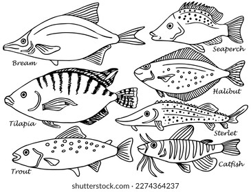 Set of isolated line hand drawn fish with names. Sketch second collection