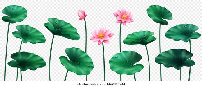 Set of isolated lotus leaves and flowers. Blossom of Egyptian bean and buds with drops of water. Decoration or organic ornament for banner. China or Macau, India or Asian symbol. Ornamental petal