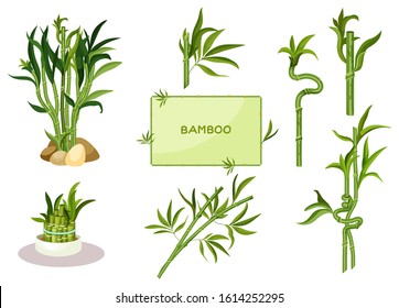 Set of isolated lucky bamboo with twisted stem and straight stalks in vase. Asian jungle plant or tropical foliage, china and asia, japanese cultivation grass. Green tree, nature, forest, wood, grove