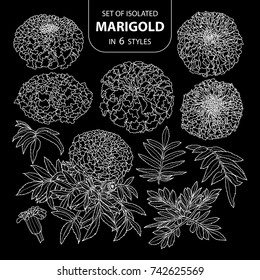 Set of isolated marigold in 6 styles. Cute hand drawn flower vector illustration only white outline on black background.