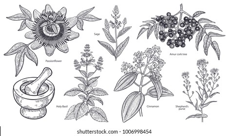 Set of isolated medical plants, flowers and herbs. Amur cork tree, cinnamon, shepherd's purse, holy basil, sage, passionflower, mortar, pestle. Vintage engraving. Vector illustration. Black and white.