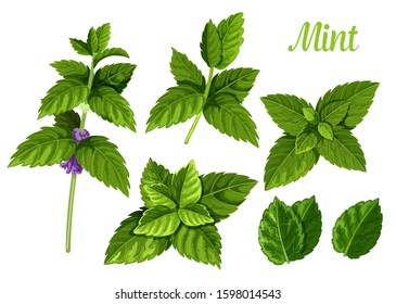 Set of isolated mint leaves or peppermint leaf, green spearmint foliage or menthol herb, plant sprig or flora twig. Lemon balm or lime, melissa. Medicine and aroma, herbal and nature, spice theme