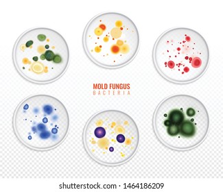 Set of isolated mold fungus bacteria colony spots realistic images on transparent background with editable text vector illustration