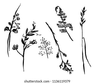 set of isolated objects, meadow and forest grass, sketch, hand-drawn vector illustration
