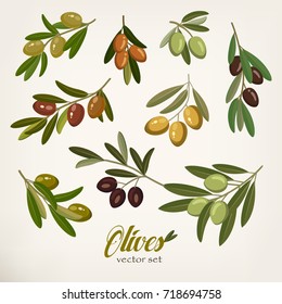 Set of isolated olive oil branches with berries for vegetarian food or vegan nutrition, eco paint. Greek or italian healthy berry foliage. Harvest and agriculture, diet ingredient, tree garden theme
