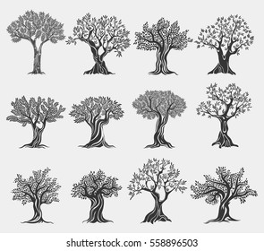 Conjunto de ícones isolados das oliveiras. Antiga planta grega mediterrânea para alimentos de frutas e óleo, flora com folhagem e baga. Logótipo da agricultura e vegetariano, nutrição saudável, bebida e bandeira do bosque