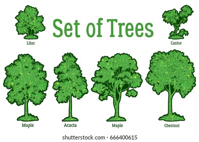 Set Isolated on White Background Spring and Summer Plants, Trees and Bushes, Lilac, Castor, Maple, Acacia, Chestnut. Vector