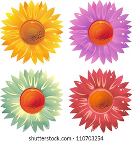 set of isolated on white colourful flowers daisy