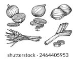 Set of isolated onion sketches. Vector shallot bulb and scallion vegetable. Engraved natural and organic salad ingredient. Food for vegetarian or vegan market or restaurant menu. Agriculture harvest