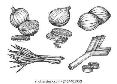 Set of isolated onion sketches. Vector shallot bulb and scallion vegetable. Engraved natural and organic salad ingredient. Food for vegetarian or vegan market or restaurant menu. Agriculture harvest