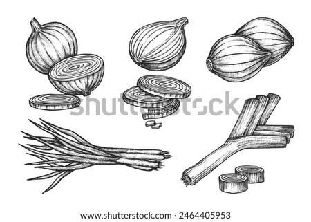 Set of isolated onion sketches. Vector shallot bulb and scallion vegetable. Engraved natural and organic salad ingredient. Food for vegetarian or vegan market or restaurant menu. Agriculture harvest