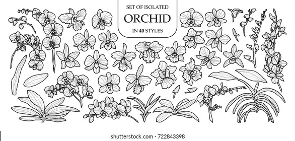 Set of isolated orchid in 40 styles. Cute hand drawn vector illustration in black outline and white plane on white background.