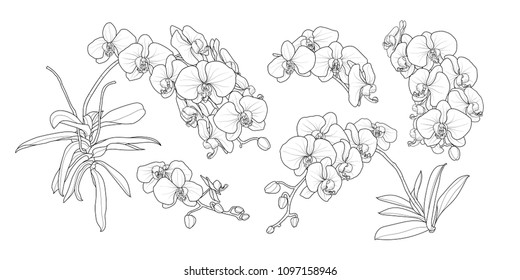 胡蝶蘭 の画像 写真素材 ベクター画像 Shutterstock