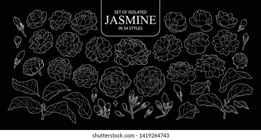 Set of isolated outline of Jasmine in 34 styles. Cute hand drawn flower vector illustration only white outline on black background.