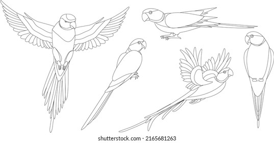 Set of isolated outlined parrots silhouettes on white background.
Alexandrine parakeet, indian ringnecked parrots for coloring pages and decoration.Monochrome outlined images of birds