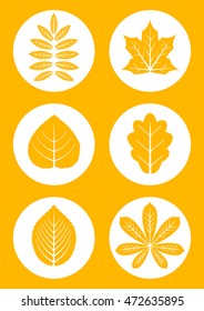 Set of isolated outlines of different autumn leaves. Vector eps10.