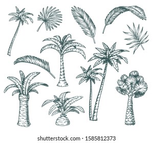 Set of isolated palm sketch, tropical coconut tree