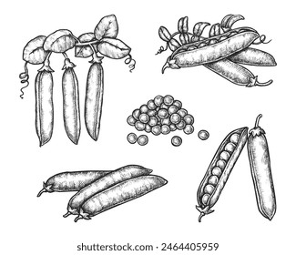 Satz isolierter Erbsenschalen mit Getreide oder Samen. Vektorgrafik Hülsenfrucht-Bohne. Klassische handgezeichnete Zutat für vegane Suppe oder vegetarische Ernährung. Grünerbsenfutter zum Kulinarik oder Kochen. Ernte, Landwirtschaft