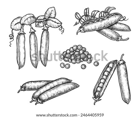 Set of isolated peas pods with grain or seeds. Vector legume plant bean. Vintage hand drawn ingredient for vegan soup or vegetarian diet. Green pea food for culinary or cooking. Harvest, agriculture