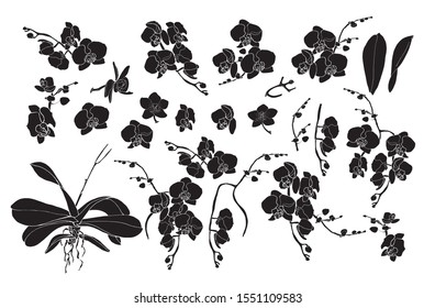 Set Of Isolated Phalaenopsis Orchid Silhouettes, Black Vector Illustration With White Outline