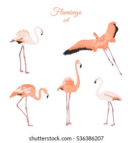 Set of isolated pink flamingos on white background. Exotic leggy birds in different postures. Detailed outline drawing. Flock of wading birds wildlife habitat. Vector design illustration.