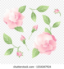 Set of isolated pink flower for wedding. Vector floral element. Cute romantic Gardenia for wedding card on transparent background. Vector Illustration