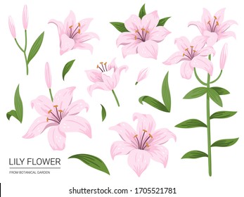 Set of isolated pink lily flowers. Cute hand drawing flowers. Vector illustrations on white background.