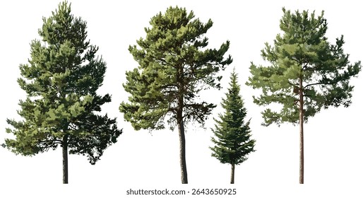 Conjunto de isolados Pinus lambertiana e Taxodium ascendens recorte de árvores frontais, ilustração vetorial, plantas de floresta de coníferas, vegetação florestal ao ar livre, desenho de árvores botânicas.