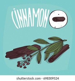 Set of isolated plant Cinnamon sticks herb with leaves, Simple round icon of Cinnamomum on white background, Lettering inscription Cinnamon. Vector illustration