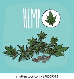 Set of isolated plant Hemp leaves herb with seeds, Simple round icon of Cannabis sativa on white background, Lettering inscription Hemp. Vector illustration