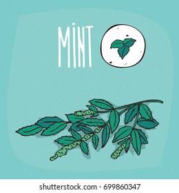 Set of isolated plant Mint leaves herb with flowers, Simple round icon of Mentha on white background, Lettering inscription Mint. Vector illustration