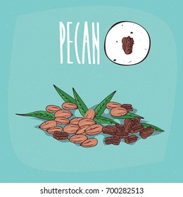 Set of isolated plant Pecan nuts herb with leaves, Simple round icon of Pecan nuts on white background, Lettering inscription Pecan. Vector illustration