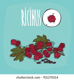 Set of isolated plant Ricinus fruits herb with leaves, seeds, Simple round icon of Castorbean or Ricinus communis on white background, Lettering inscription Ricinus. Vector illustration