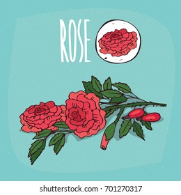 Set of isolated plant Rose flowers herb with leaves, Simple round icon of Rosaceae on white background, Lettering inscription Rose. Vector illustration