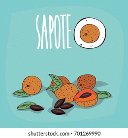 Set of isolated plant Sapote fruits herb with leaves, seeds, Simple round icon of Pouteria sapota with seeds on white background, Lettering inscription Sapote. Vector illustration
