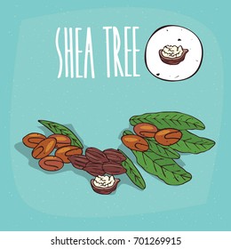 Set of isolated plant Shea tree nuts herb with leaves, Simple round icon of Vitellaria paradoxa on white background, Lettering inscription Shea tree. Vector illustration svg