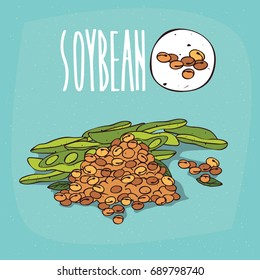 Set of isolated plant Soybean beans herb with leaves, Simple round icon of Soya beans on white background, Lettering inscription Soybean. Vector illustration