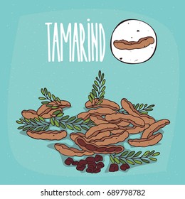 Set of isolated plant Tamarind fruits herb with leaves, seeds, Simple round icon of Tamarindus indica on white background, Lettering inscription Tamarind. Vector illustration