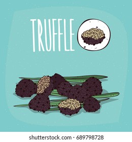 Set of isolated plant Truffle mushrooms herb with leaves, Simple round icon of Black truffle mushrooms on white background, Lettering inscription Truffle. Vector illustration