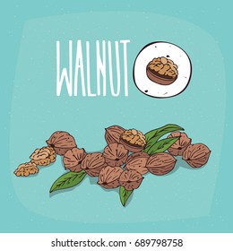 Set of isolated plant Walnut nuts herb with leaves, Simple round icon of Juglans regia on white background, Lettering inscription Walnut. Vector illustration
